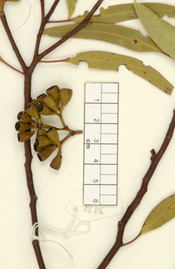 APII jpeg image of Eucalyptus articulata  © contact APII