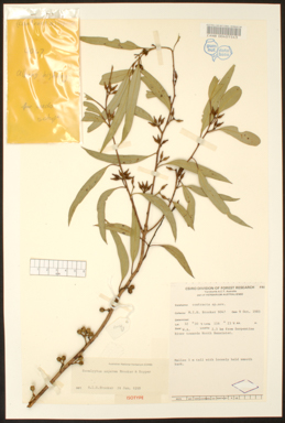 APII jpeg image of Eucalyptus aspersa  © contact APII