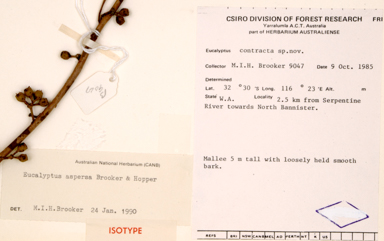 APII jpeg image of Eucalyptus aspersa  © contact APII