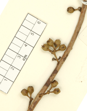 APII jpeg image of Eucalyptus aspersa  © contact APII