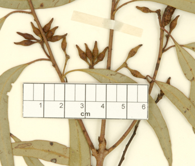 APII jpeg image of Eucalyptus aspersa  © contact APII