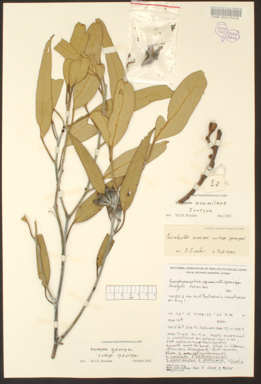 APII jpeg image of Eucalyptus assimilans subsp. georgei  © contact APII