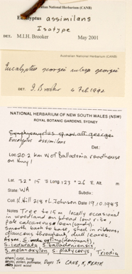 APII jpeg image of Eucalyptus assimilans subsp. georgei  © contact APII