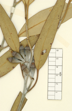 APII jpeg image of Eucalyptus assimilans subsp. georgei  © contact APII