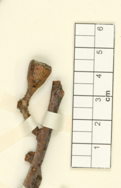 APII jpeg image of Eucalyptus assimilans subsp. georgei  © contact APII