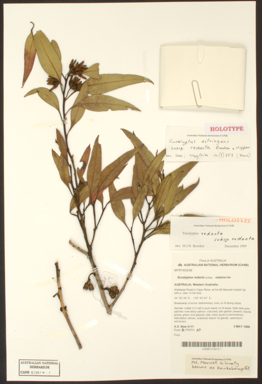 APII jpeg image of Eucalyptus astringens subsp. redacta  © contact APII