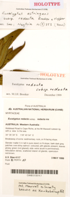 APII jpeg image of Eucalyptus astringens subsp. redacta  © contact APII