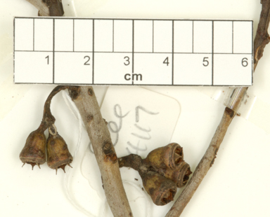 APII jpeg image of Eucalyptus astringens subsp. redacta  © contact APII