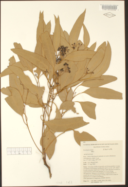 APII jpeg image of Eucalyptus atrata  © contact APII