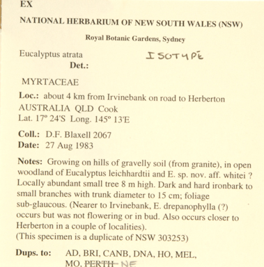 APII jpeg image of Eucalyptus atrata  © contact APII