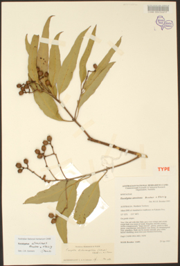 APII jpeg image of Corymbia dichromophloia  © contact APII