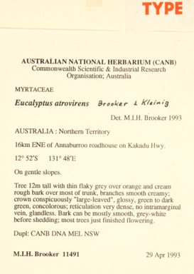 APII jpeg image of Corymbia dichromophloia  © contact APII