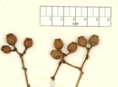 APII jpeg image of Corymbia dichromophloia  © contact APII