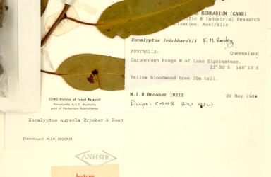 APII jpeg image of Corymbia aureola  © contact APII