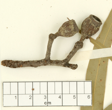 APII jpeg image of Corymbia aureola  © contact APII