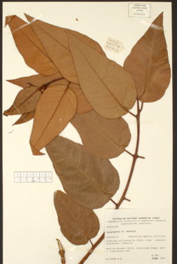 APII jpeg image of Corymbia aureola  © contact APII