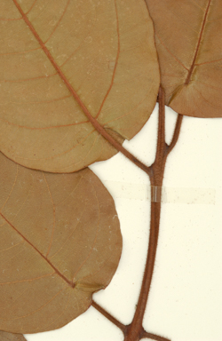 APII jpeg image of Corymbia aureola  © contact APII