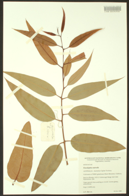 APII jpeg image of Corymbia aureola  © contact APII