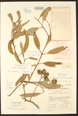 APII jpeg image of Corymbia eremaea subsp. eremaea  © contact APII