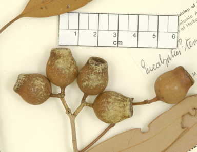 APII jpeg image of Eucalyptus eremaea subsp. eremaea  © contact APII