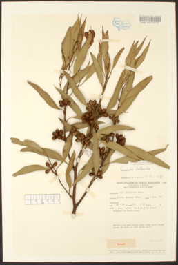 APII jpeg image of Eucalyptus balanites  © contact APII