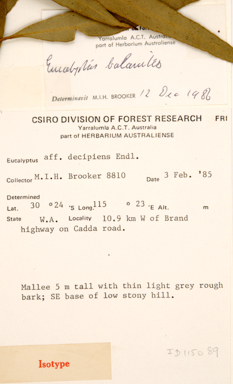 APII jpeg image of Eucalyptus balanites  © contact APII