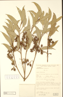 APII jpeg image of Eucalyptus balanopelex  © contact APII