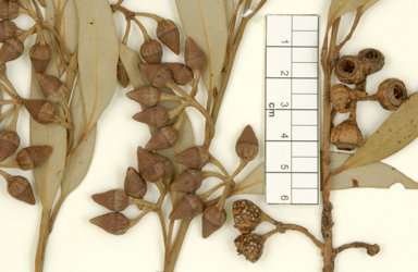 APII jpeg image of Eucalyptus balanopelex  © contact APII