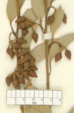 APII jpeg image of Eucalyptus balanopelex  © contact APII