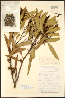 APII jpeg image of Eucalyptus balladoniensis subsp. sedens  © contact APII