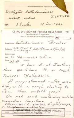 APII jpeg image of Eucalyptus balladoniensis subsp. sedens  © contact APII