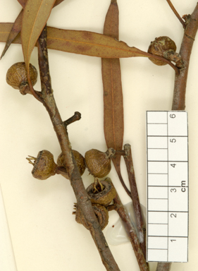 APII jpeg image of Eucalyptus balladoniensis subsp. sedens  © contact APII