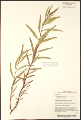 APII jpeg image of Eucalyptus balladoniensis subsp. sedens  © contact APII