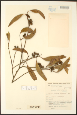 APII jpeg image of Eucalyptus barberi  © contact APII