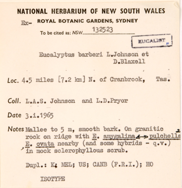 APII jpeg image of Eucalyptus barberi  © contact APII