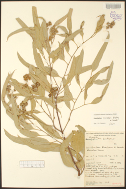 APII jpeg image of Eucalyptus microtheca  © contact APII