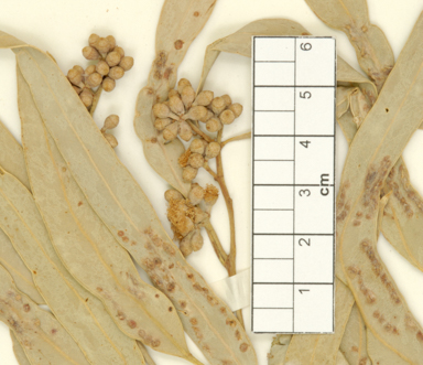 APII jpeg image of Eucalyptus microtheca  © contact APII