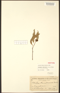 APII jpeg image of Eucalyptus barmedmanensis  © contact APII