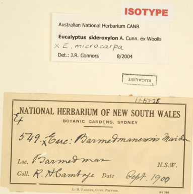 APII jpeg image of Eucalyptus barmedmanensis  © contact APII