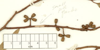 APII jpeg image of Eucalyptus baudiniana  © contact APII