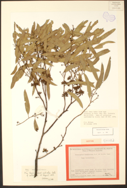 APII jpeg image of Eucalyptus baudiniana  © contact APII