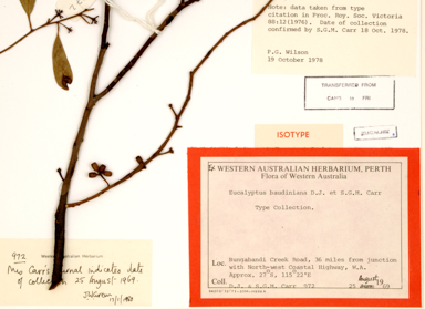 APII jpeg image of Eucalyptus baudiniana  © contact APII