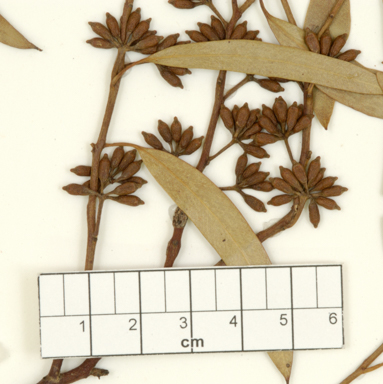 APII jpeg image of Eucalyptus baudiniana  © contact APII