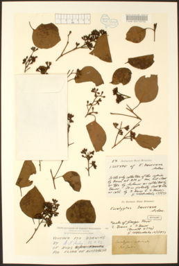 APII jpeg image of Eucalyptus baueriana  © contact APII