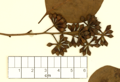 APII jpeg image of Eucalyptus baueriana  © contact APII