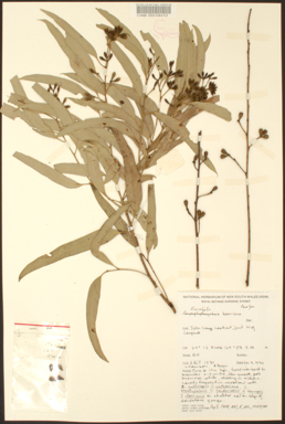 APII jpeg image of Eucalyptus beaniana  © contact APII