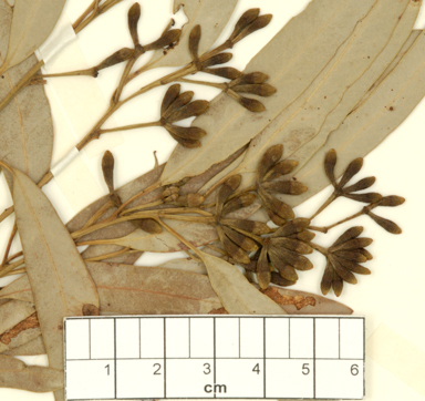 APII jpeg image of Eucalyptus beaniana  © contact APII