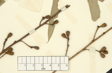 APII jpeg image of Eucalyptus beaniana  © contact APII