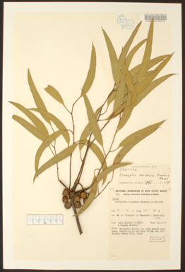 APII jpeg image of Eucalyptus beardiana  © contact APII