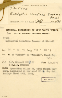 APII jpeg image of Eucalyptus beardiana  © contact APII